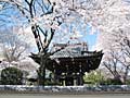 桜の花（東久留米市　大円寺）