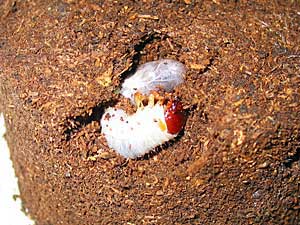 サタンオオカブトの幼虫です