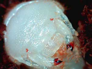 エレファスゾウカブト卵殻を破ったばかりの幼虫