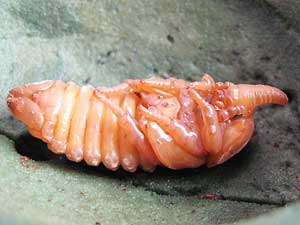 アブデルスツノカブトのオスの蛹