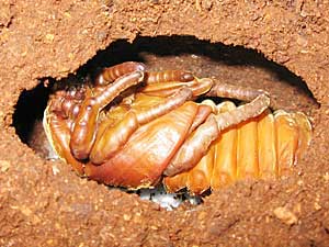 ヘラクレスレイディ雌の蛹です