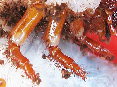 ヘラクレスレイディ幼虫の足
