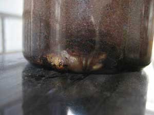 ニジイロクワガタ蛹の写真