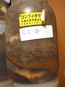 コンフキウスノコギリクワガタ菌糸瓶の写真