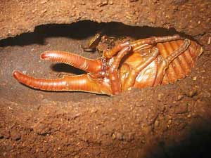 ヘラクレスヘラクレス雄の蛹写真