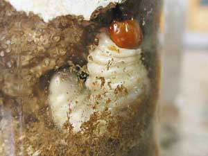 モセリオウゴンオニクワガタの幼虫