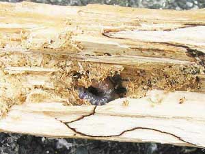 割り出した産卵材の中から出てきたヒラタクワガタの幼虫