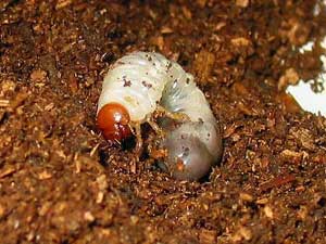 生まれたばかりのアブデルスツノカブト幼虫