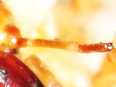 オオクワガタ幼虫の触角