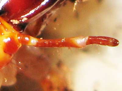 パラワンオオヒラタクワガタ幼虫の触角