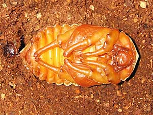 テルシテスヒメゾウカブト雌の蛹です