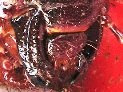 テルシテスヒメゾウカブト幼虫の大アゴ