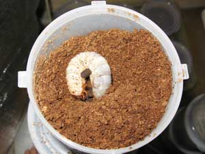 テルシテスヒメゾウカブトの幼虫です